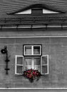 Black and white photo of a window with colorful flowers Royalty Free Stock Photo