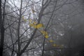 Black and white photo of winter forest, fog and the last yellow leaves.
