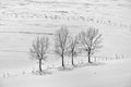 Black and white photo of winter landscape with fence and tree.