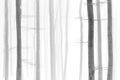 Black and white photo of winter snowy forest, bare tree trunks, fog Royalty Free Stock Photo