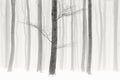 Black and white photo of winter snowy forest, bare tree trunks Royalty Free Stock Photo