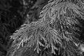 Black and white photo of a young branch of thuja