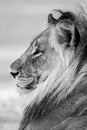 Black and white photo of a young male lion in the Kalahari Desert