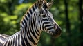 Stunning Zebra Portrait In The Style Of Nikon D850 Royalty Free Stock Photo