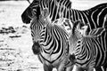 Black and white photo of zebras in Bandia resererve, Senegal. It is wildlife animals photography in Africa. There is mother and Royalty Free Stock Photo