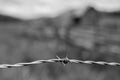 Black and white photograph of a barbed wire fence. Royalty Free Stock Photo