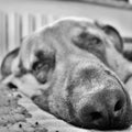 black and white photograph of a beautiful face of a sleepy dog.