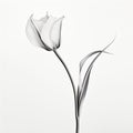 Monochrome Tulip: Minimalist Xray Of A Poetic Flower Royalty Free Stock Photo