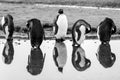 Group of King penguins - Aptendytes patagonica - standing on beach reflecting in water. South Georgia, Antarctica. Black, white