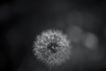 black and white photograph of a dandelion flower Royalty Free Stock Photo