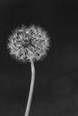 black and white photograph of a dandelion flower Royalty Free Stock Photo