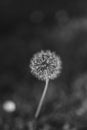 black and white photograph of a dandelion flower Royalty Free Stock Photo