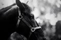 This black and white photograph depicts a profile portrait of a beautiful horse. The elegance and grace of the animal. The