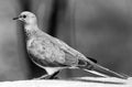 Black and white photograph of a dove resting on the corner of a wall Royalty Free Stock Photo