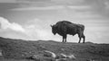 A black and white photograph of a European Bison standing on a ridge Royalty Free Stock Photo
