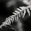 Black and white photograph of a fern leaf with water droplets, AI Royalty Free Stock Photo