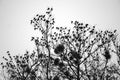 Black and white photograph of a flock of crows in the trees