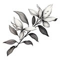 Black And White Watercolor Illustration Of Azalea Leaf