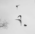 4 birds in black and white image Royalty Free Stock Photo