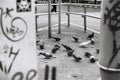 a group of pigeons gathered around a street pole in an urban setting, searching for food Royalty Free Stock Photo