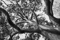 Black and white photograph of a large eucalyptus