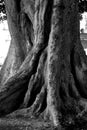 Black and white photograph of a lonely old big tree, a huge tree trunk.