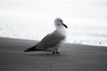 Australian Seagull With No Feet