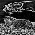 black and white photograph of a rodent near a canal.