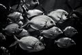 black and white photograph of school of tropical fish swimming in harmony Royalty Free Stock Photo