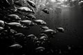 black and white photograph of school of tropical fish swimming in harmony Royalty Free Stock Photo
