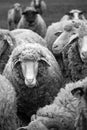 Black and white photograph of sheep family. Flock of sheep in farm. Royalty Free Stock Photo