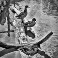 black and white photograph showing a duck on the banks of a river