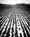 Ploughed field in the snow Royalty Free Stock Photo