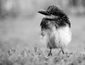 Black and white photograph of a small light breasted chick Royalty Free Stock Photo