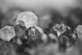 Black and white photograph of the structure of the surface of crystals. Close-up. Blurred background