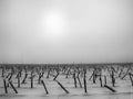 A black and white photograph of sunflower stalks in a snowy field Royalty Free Stock Photo