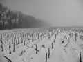 A black and white photograph of sunflower stalks in a snowy field in the fog can be very effective Royalty Free Stock Photo