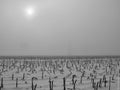 A black and white photograph of sunflower stalks in a snowy field in the fog can be very effective Royalty Free Stock Photo