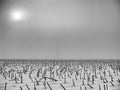 A black and white photograph of sunflower stalks in a snowy field Royalty Free Stock Photo