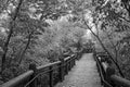 Black and white image of a Tree Canopied Boardwalk
