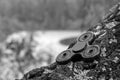 Black-and-white photograph on which the spinner rests on a birch tree Royalty Free Stock Photo