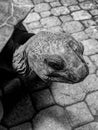 Black and White Photography of Aldabra tortoise closeup on Ile Moyenne, Seychelles Royalty Free Stock Photo