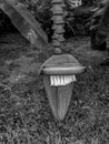 Black and White Photography of Banana blossom from a banana tree in Seychelles Royalty Free Stock Photo