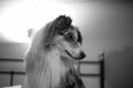 Black and white photography of beautiful blue merle shetland sheepdog laying on bed