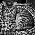 black and white photography of cat Royalty Free Stock Photo