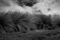 Black and white photography of Coastal Tussock Grass in wind Royalty Free Stock Photo