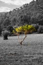 Black and white photography with a colour accent: Spanish landscape with a lonely little green tree on a wide field