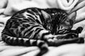 Black and white photography. Cute bengal kitten sleeping curled up in a ball