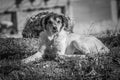 Black and white photography of a dog Royalty Free Stock Photo