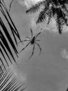 Black and White Photography of a Giant wood spider - Nephila maculata / nephila pilipes, the Golden Orb Weaver or Banana Spider at Royalty Free Stock Photo